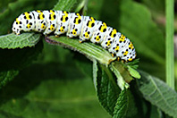 Cucullia verbasci Cucullia verbasci